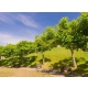 CATALPA KATALPA surmia zwyczajna - sadzonki 100 / 120 cm